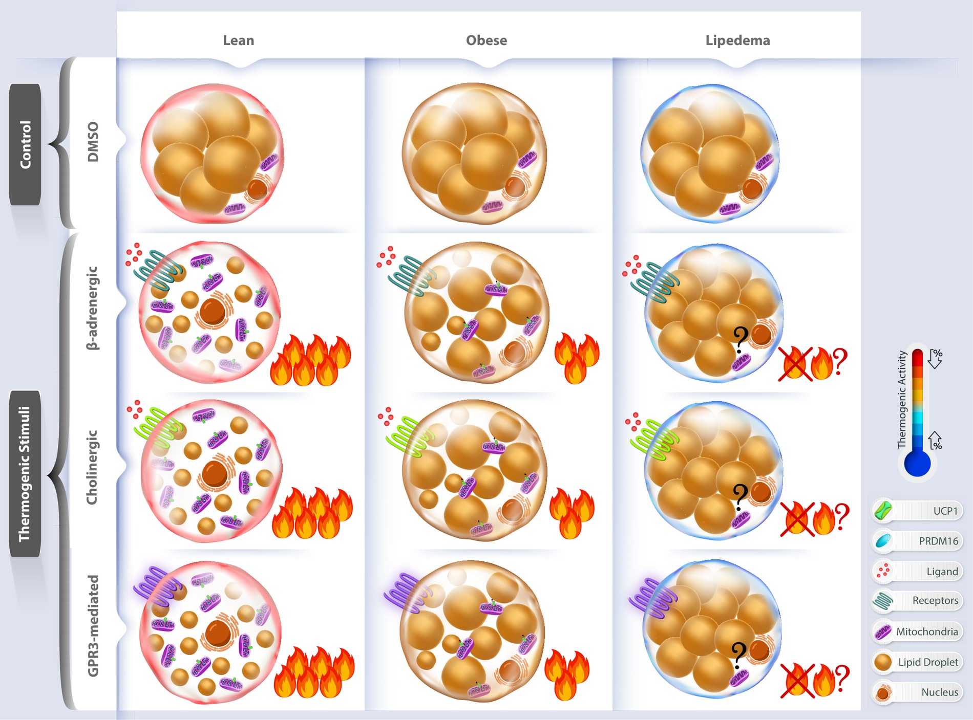 Comparison of lean, obese, and lipedema adipocyte responses to thermogenic stimuli