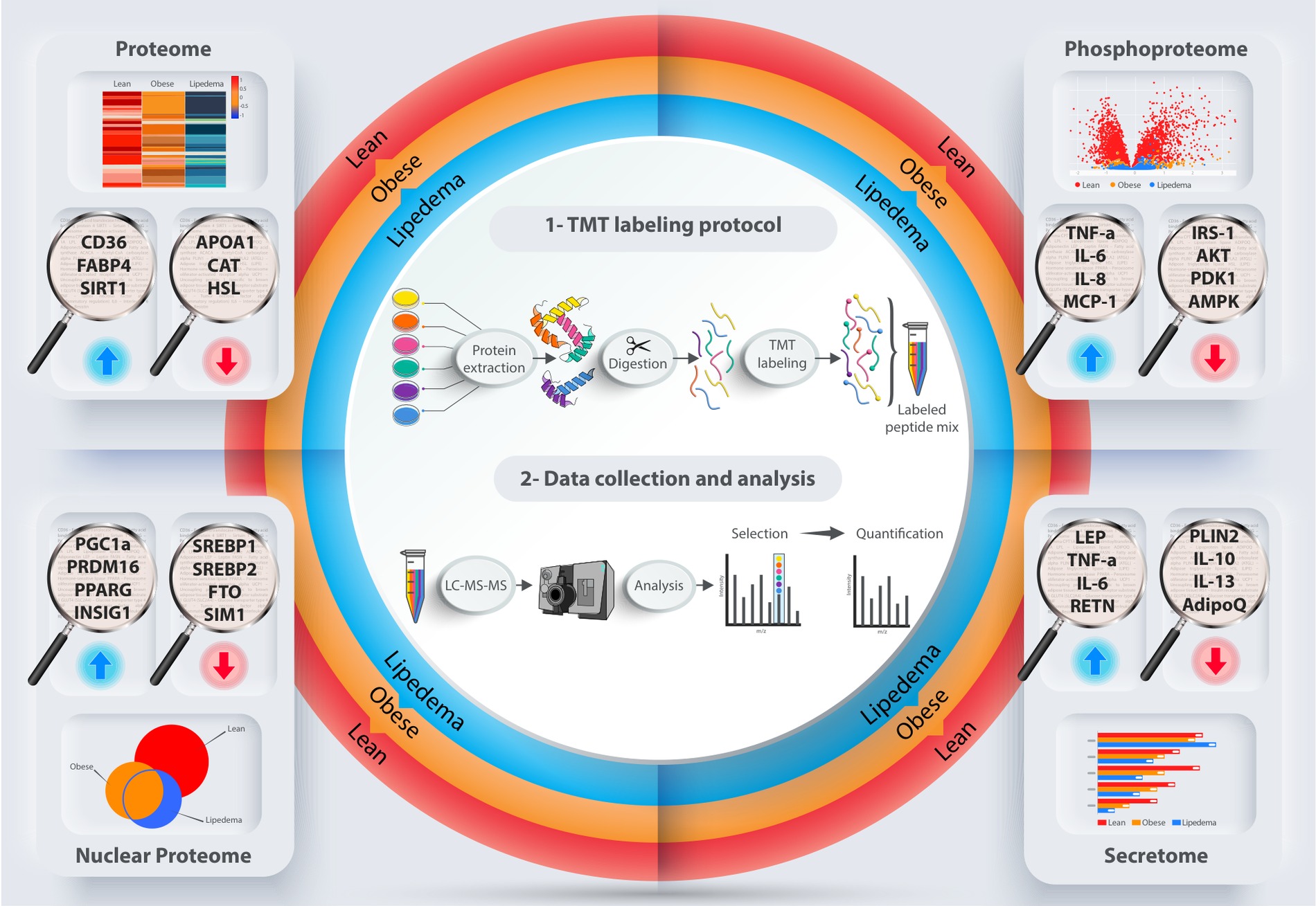 Adipocyte proteome, phosphoproteome, nuclear proteome, and secretome workflow