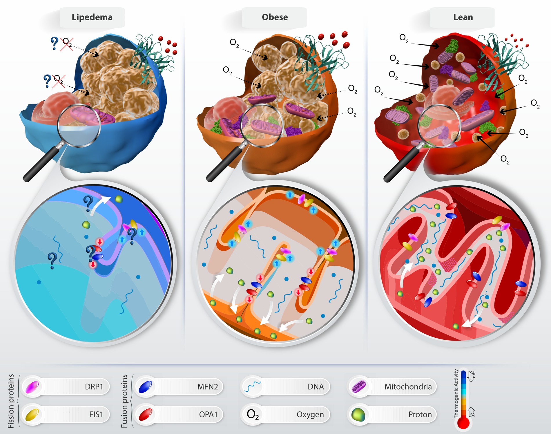 Mitochondrial differences in lipedema, obese, and lean adipocytes