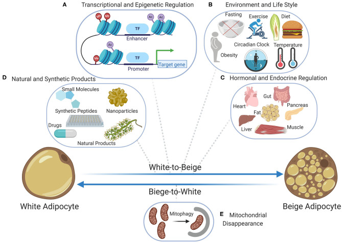 White-to-beige and beige-to-white adipocyte transitions and regulatory mechanisms